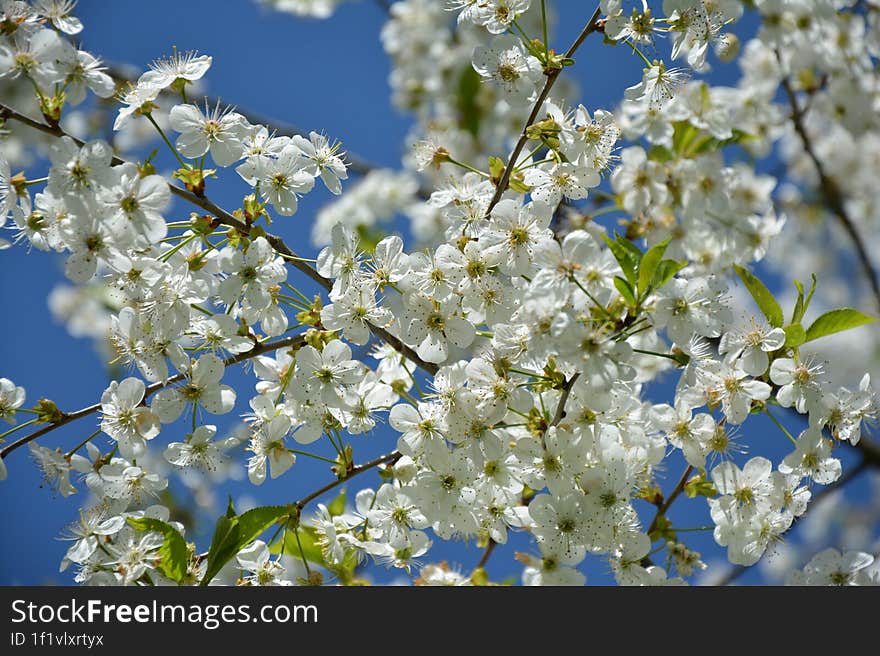 Sun Flowers, Spring Green Background