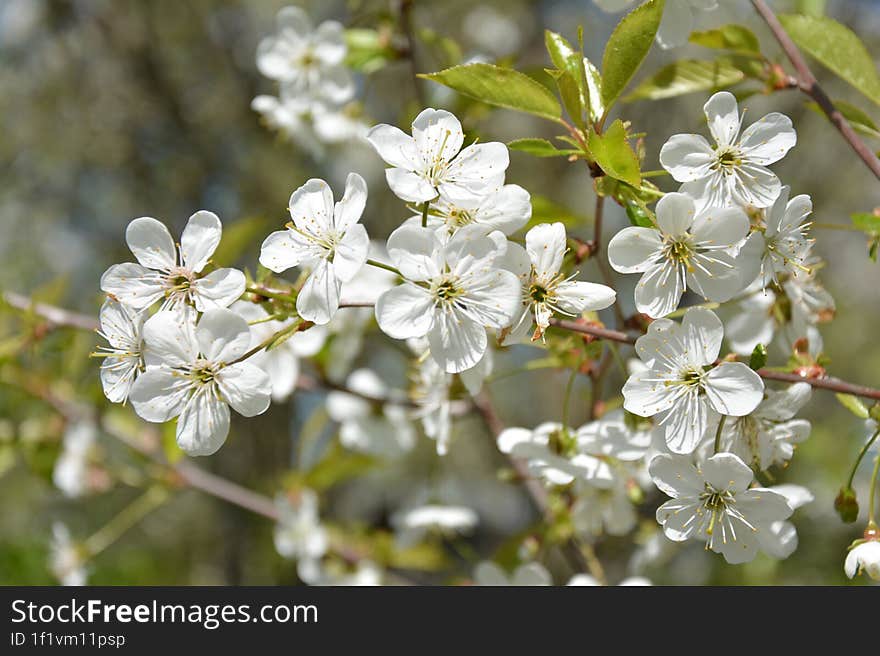 sun flowers, spring green background