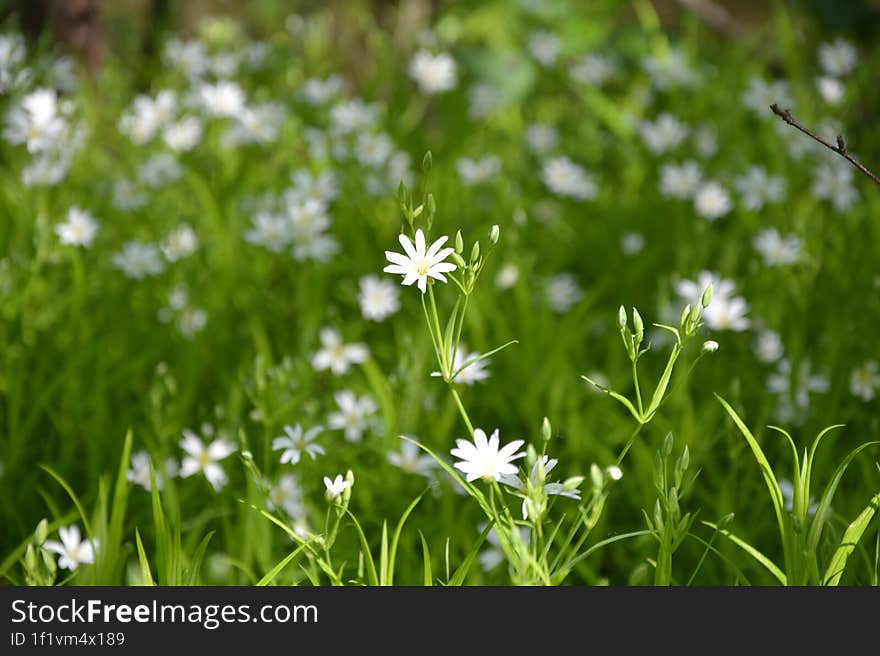 Sun Wildflowers, Spring Green Background