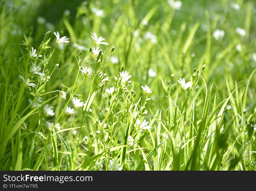 sun wildflowers, spring green background