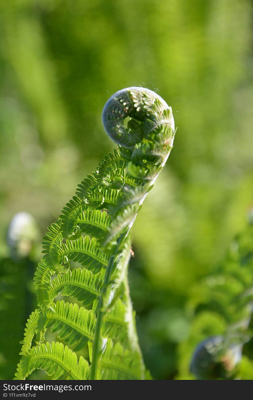 Fern plant under the sun