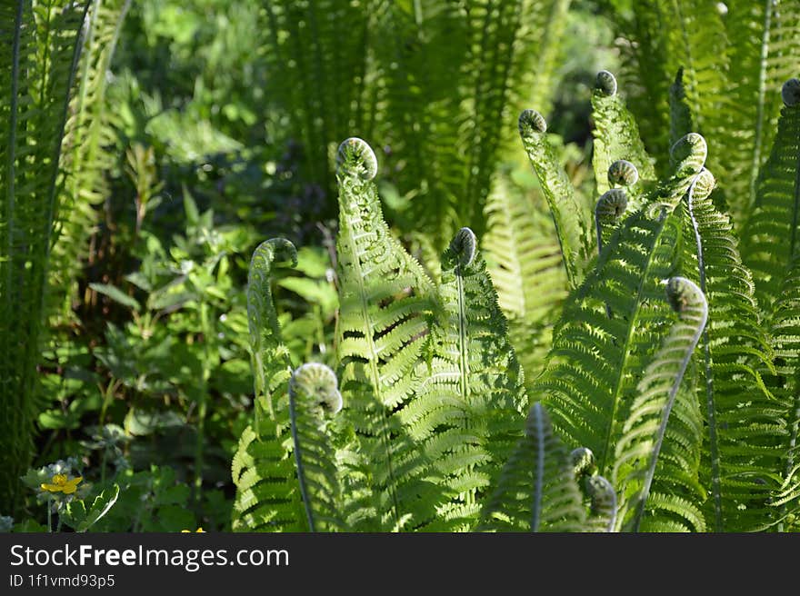 Fern Plant Under The Sun