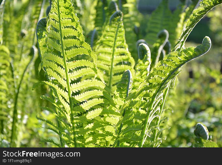 Fern Plant Under The Sun