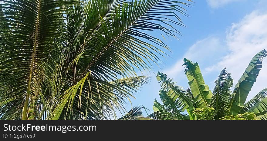 View Of Coconut Trees And Green Banana Trees Against A Blue Sky