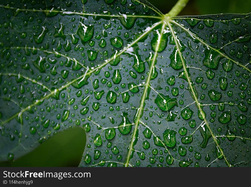 raindrops on Chaya Spinash leaves with their characteristic pattern