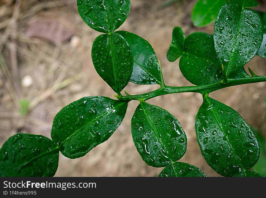 kaffir lime leaves, spices for cooking such as Thai food, Tom Yum Kung