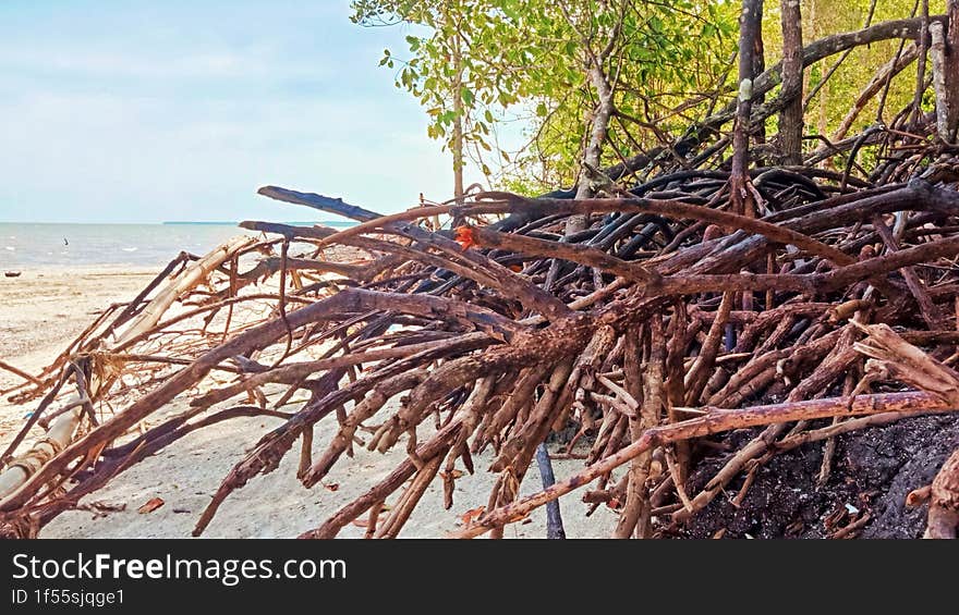 Appearance of mangrove tree roots on the beach which are abrasion & x28 eroded coastal soil& x29  due to sea water.