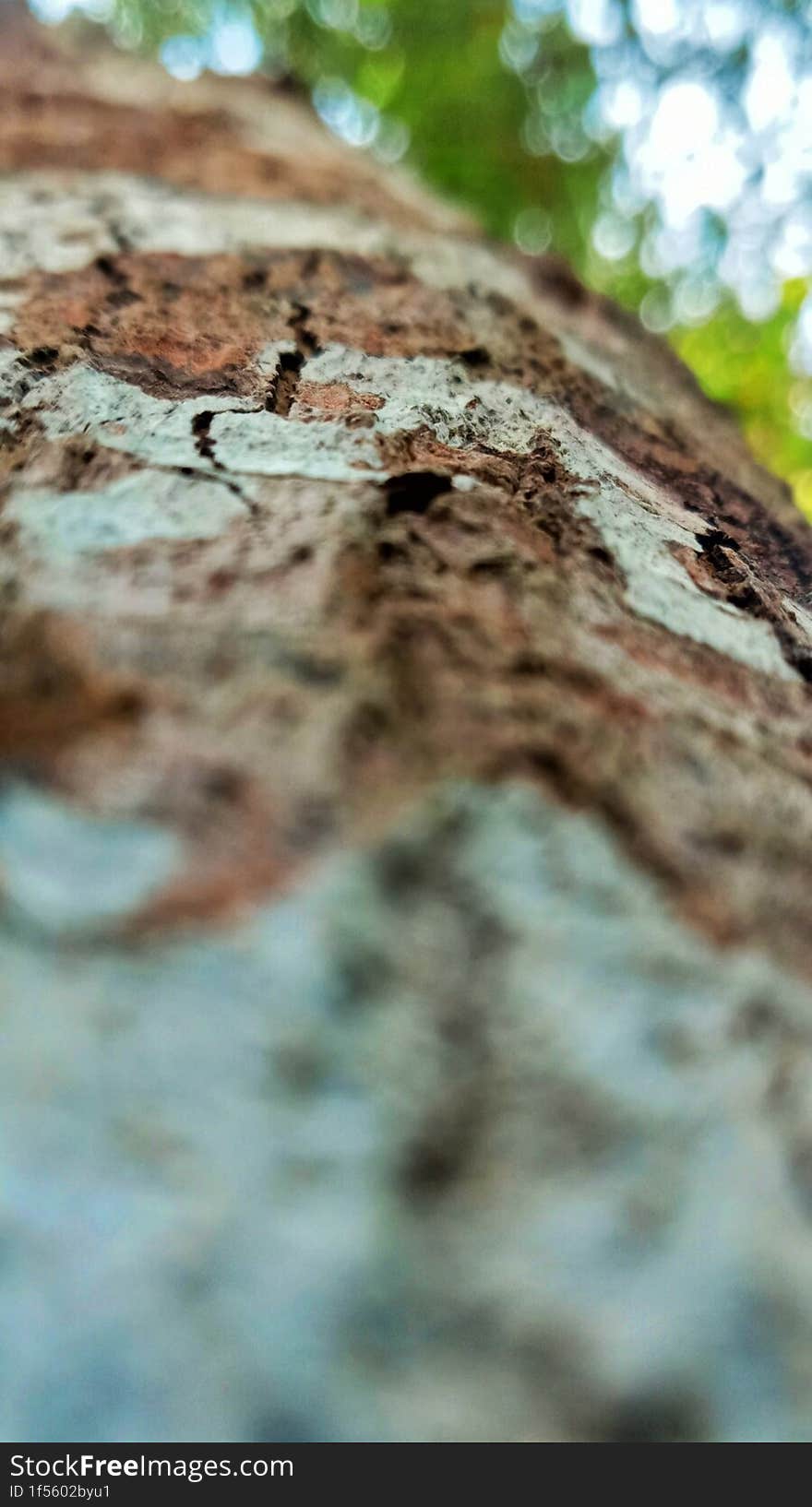 Detailed image or close up of tree bark with blurred sides, mangrove trees in a forest by the coast.