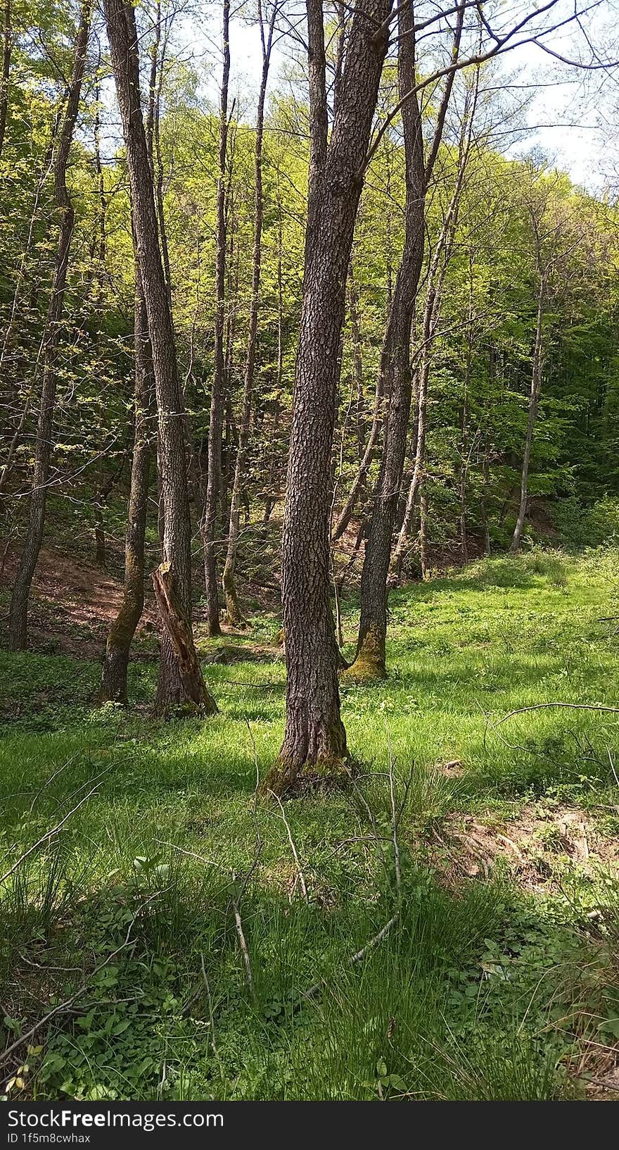 The forest is especially beautiful in summer.