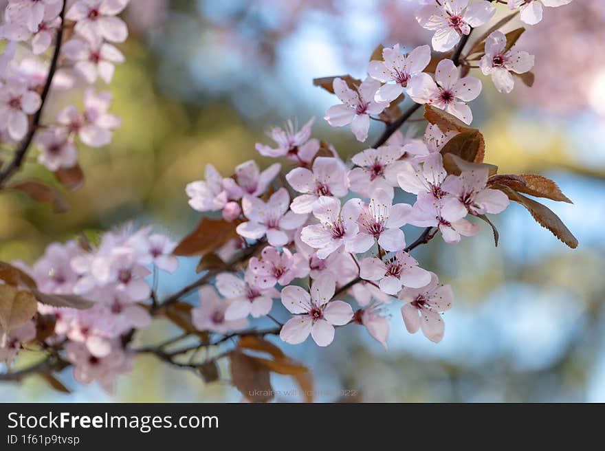 Blooming cherry blossom branch, nature& x27 s elegance.