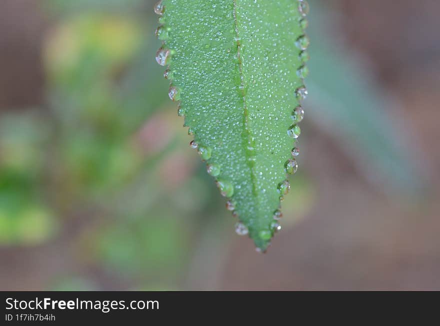 Dew on a Leaf of Kalanchoe pinnata