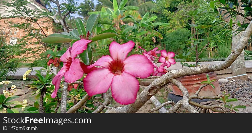 The ordinary flower looks like extraordinary