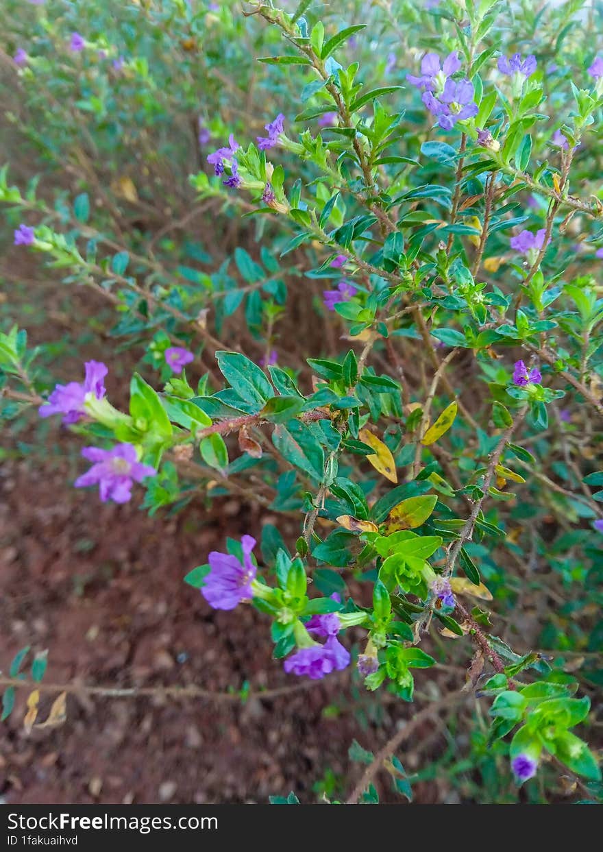 The purple Taiwan Beauty flower is one of the very attractive varieties of this plant. With wide, blooming petals, they radiate ex