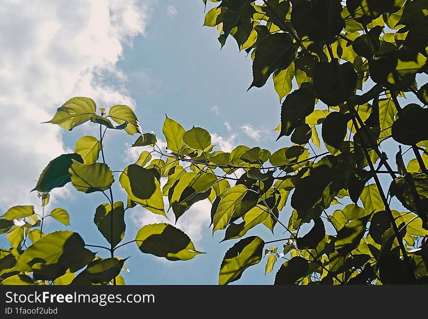 leaves under the blue sky