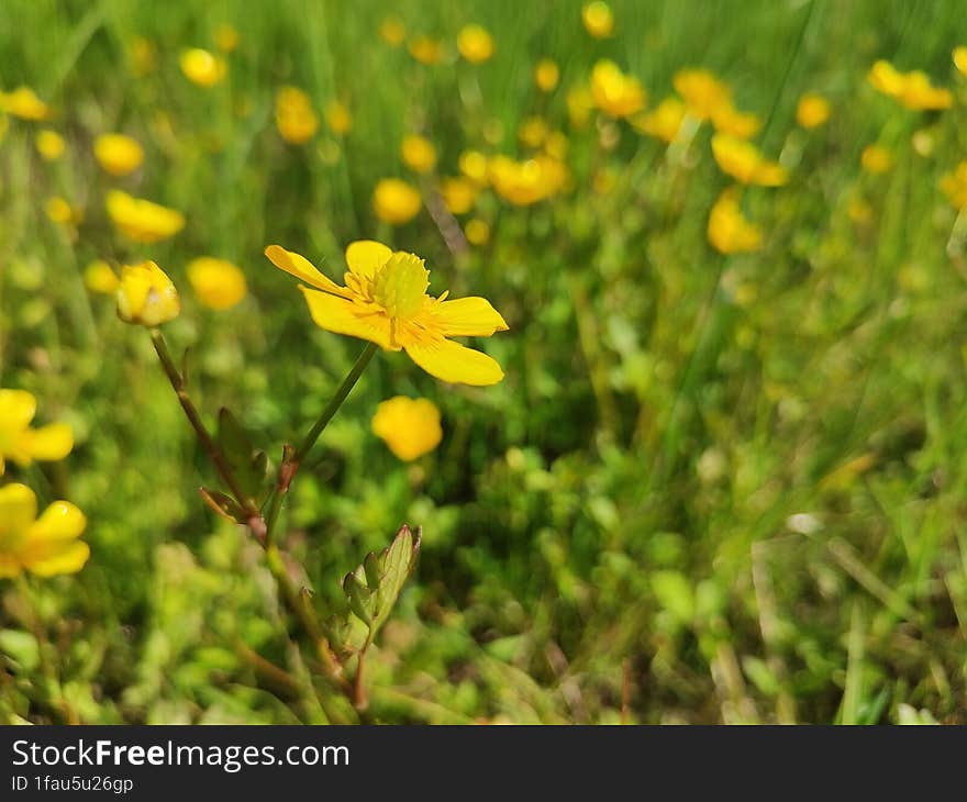 the yellow flower bloomed in June in the north