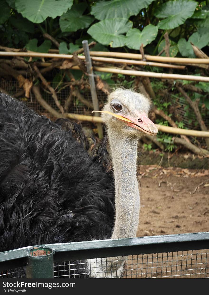 close-up photo of an ostrich in the zoo. an ostrich chews a leaf