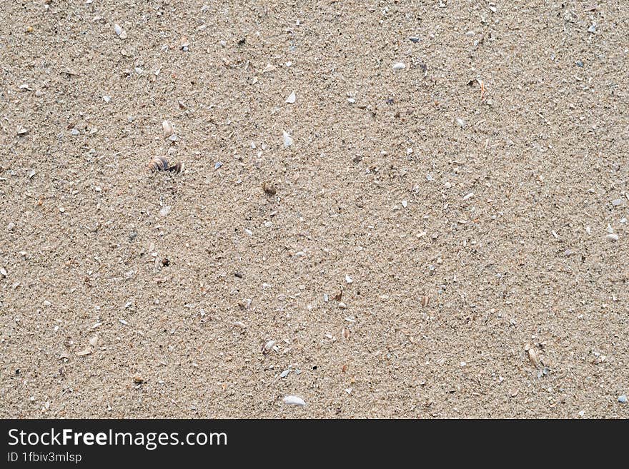 River Sand With Small Shells On The Beach. View From Above