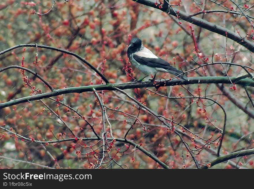 Magpie sits on a branch in rainy weather.