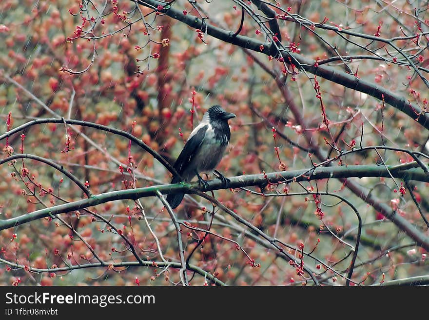 A crow sits on a tree branch in the early spring in a park