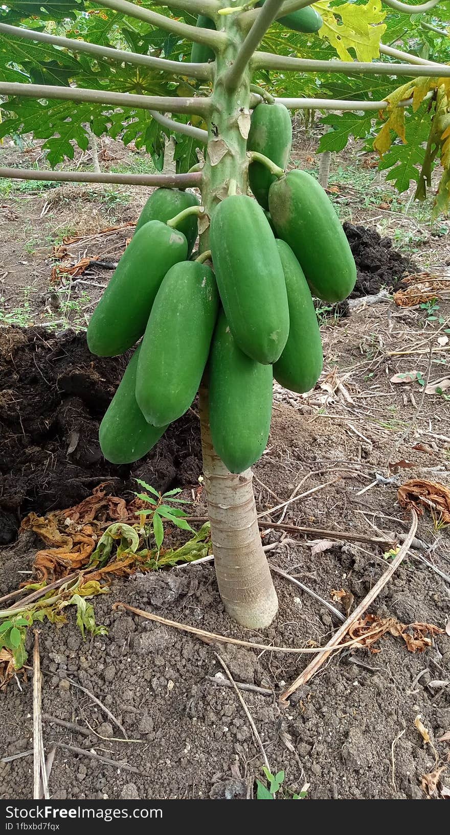 California papaya is widely planted