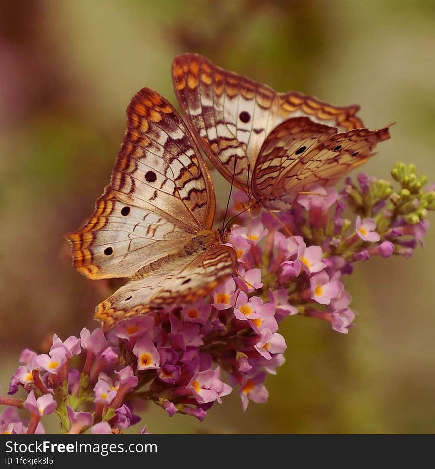 Butterflies on a beautiful flower