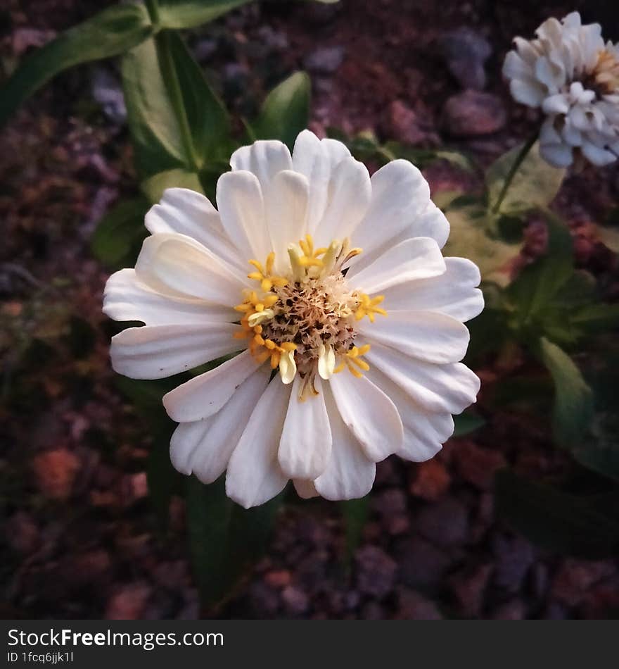 White Flowers Symbolize Purity And Romance