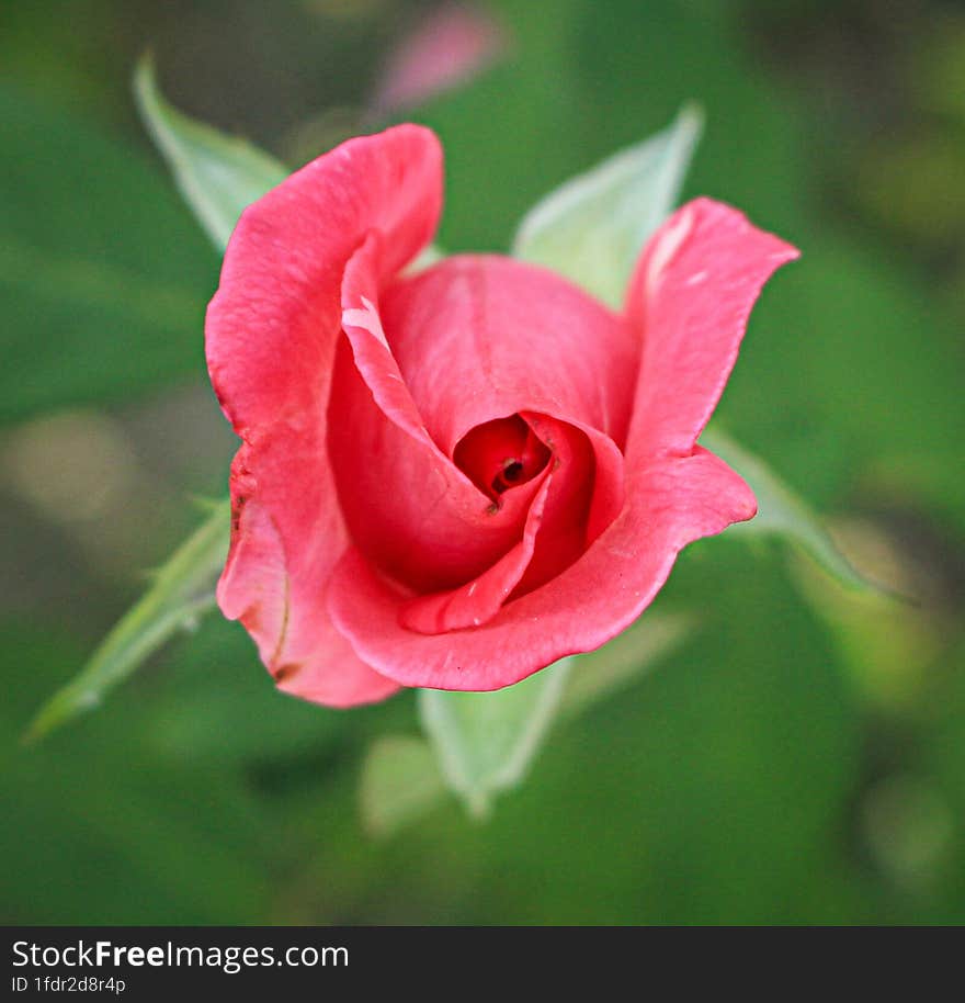 Little Rose From My Garden