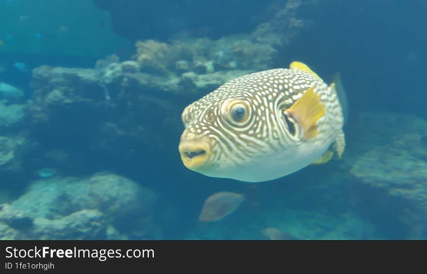 A colorful tropical fish inside of a big water tank in Okinawa. A colorful tropical fish inside of a big water tank in Okinawa.