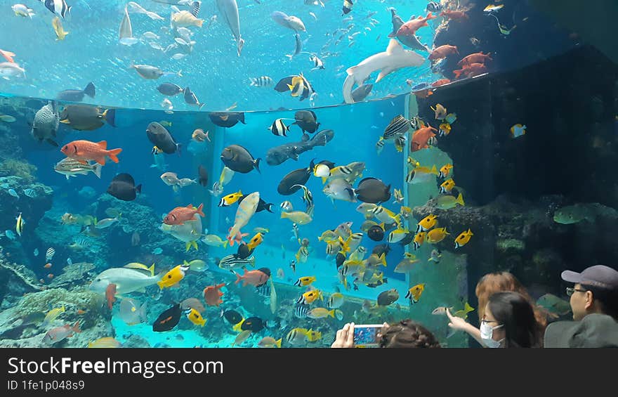 Colorful tropical fishes inside of a big water tank in Okinawa