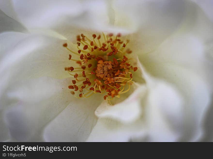 The core of an white rose. This macro photo represents pure beauty. Thanks!