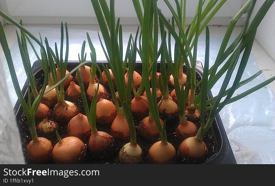 Growing onions on a windowsill. Seedlings, greens.