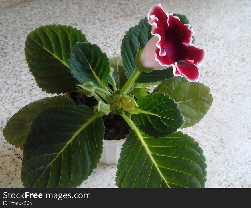 Indoor flower in a pot