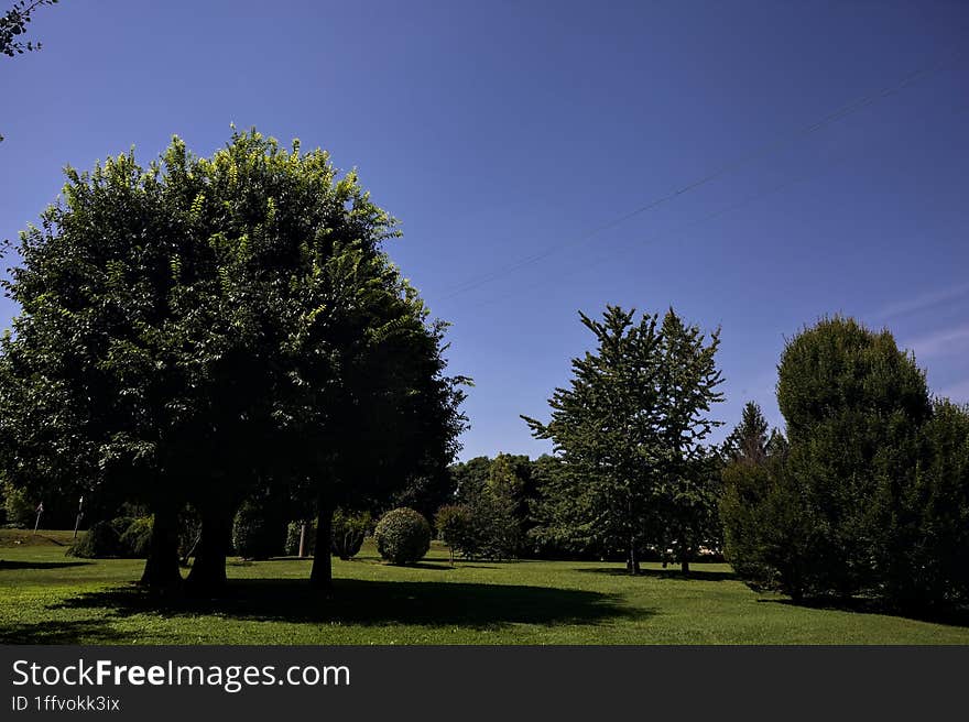 Lawn with trees on a clear sunny day