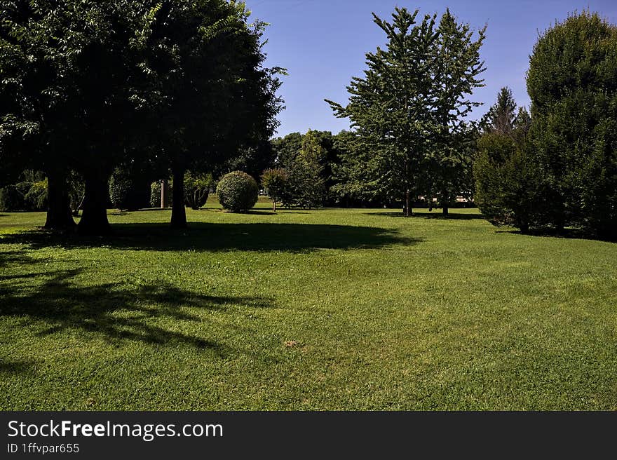 Lawn with trees on a clear sunny day