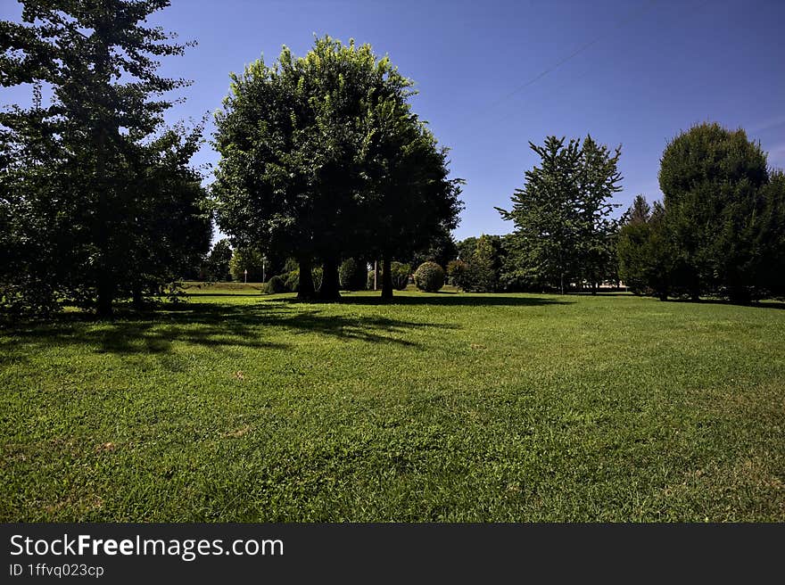 Lawn With Trees On A Clear Sunny Day