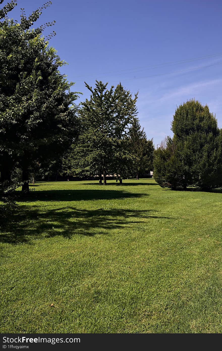 Lawn with trees on a clear sunny day