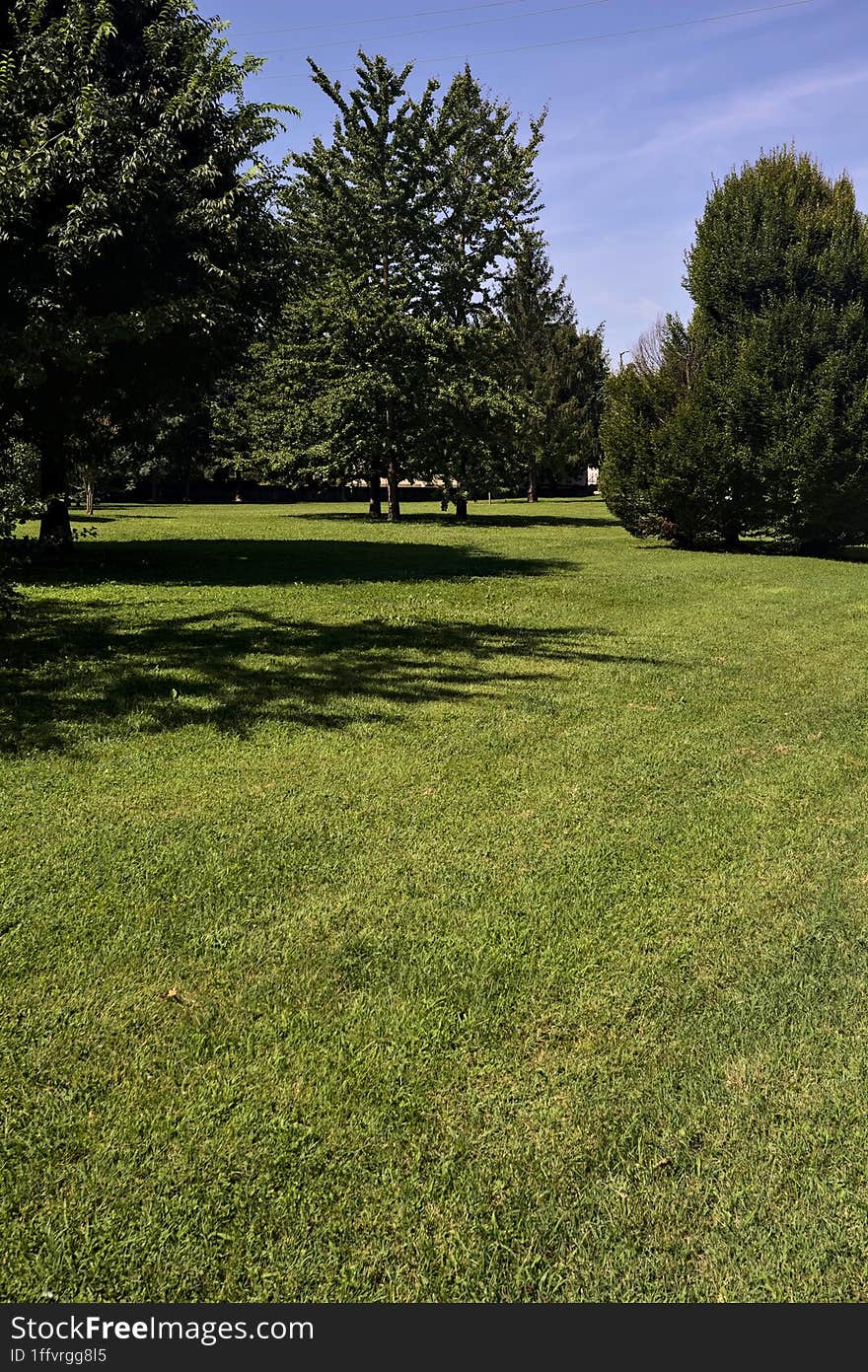 Lawn with trees on a clear sunny day