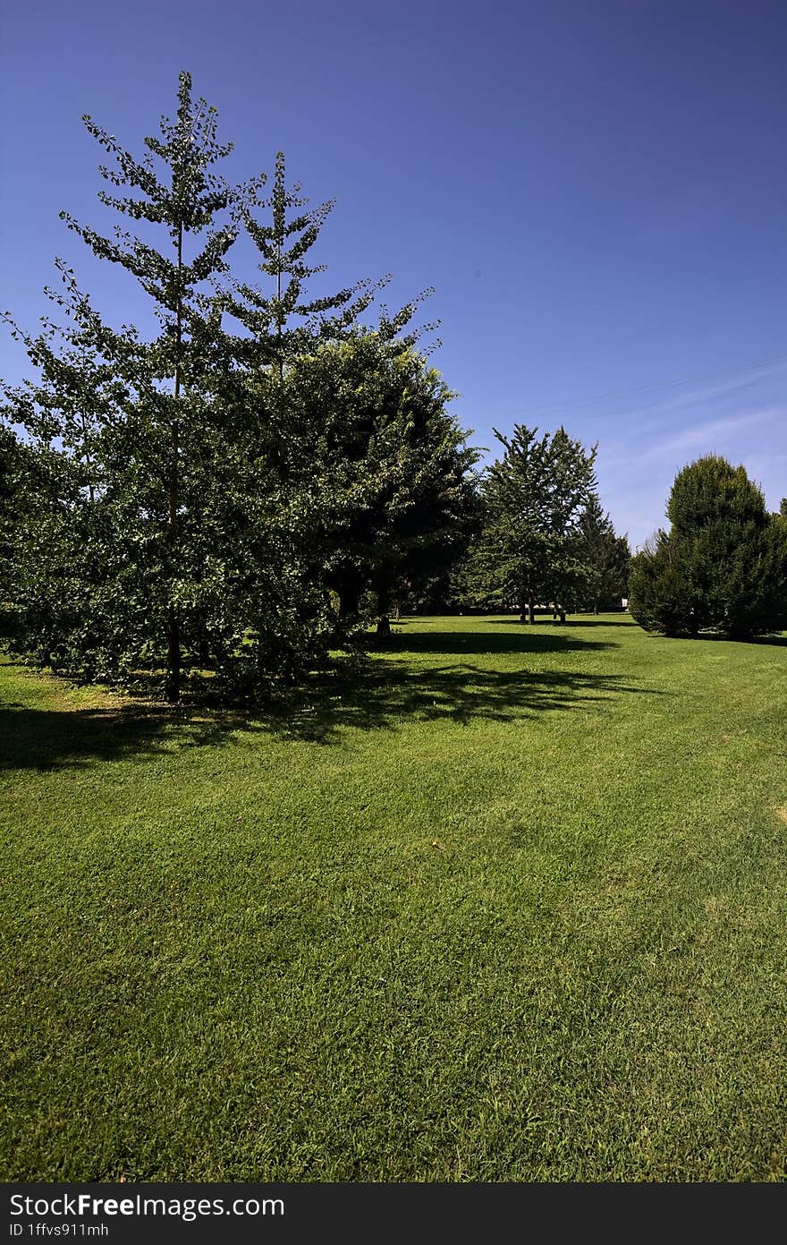 Lawn With Trees On A Clear Sunny Day