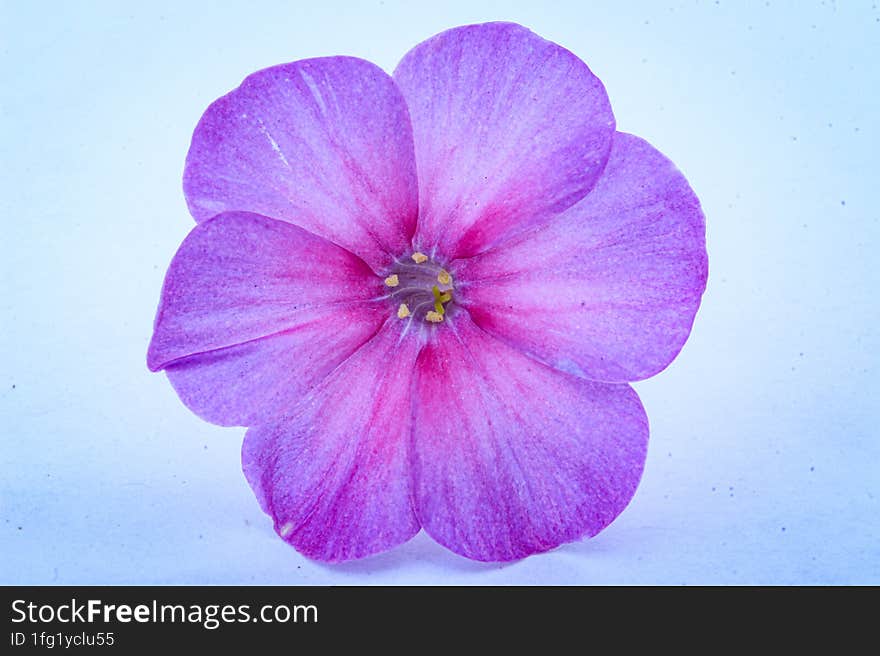 Close-up on a violet flower