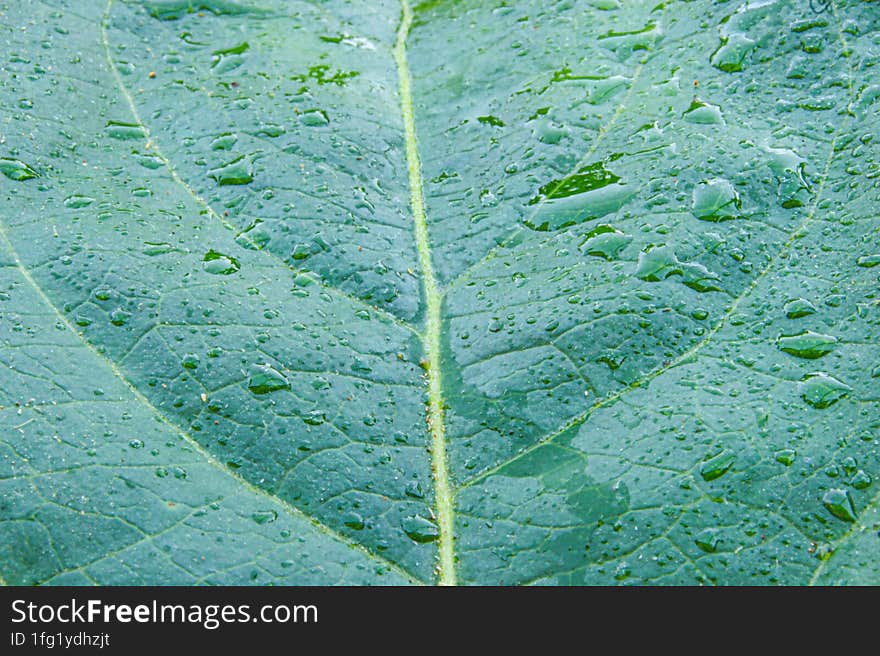 Macro Photo On A Leaf With Water Drops