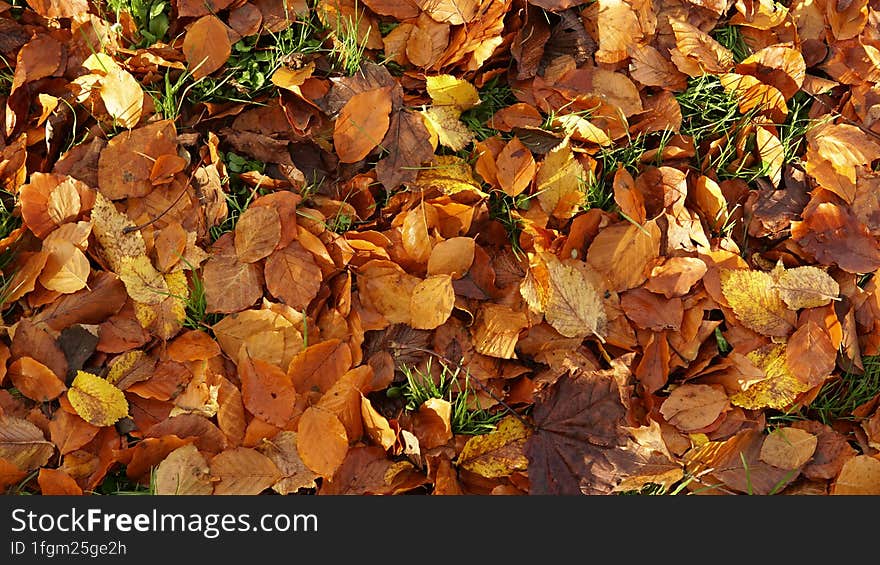 yellow and orange fallen leaves on green grass. yellow and orange fallen leaves on green grass