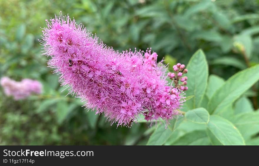 Beautiful  lilac wild flowers on the shrub, macro