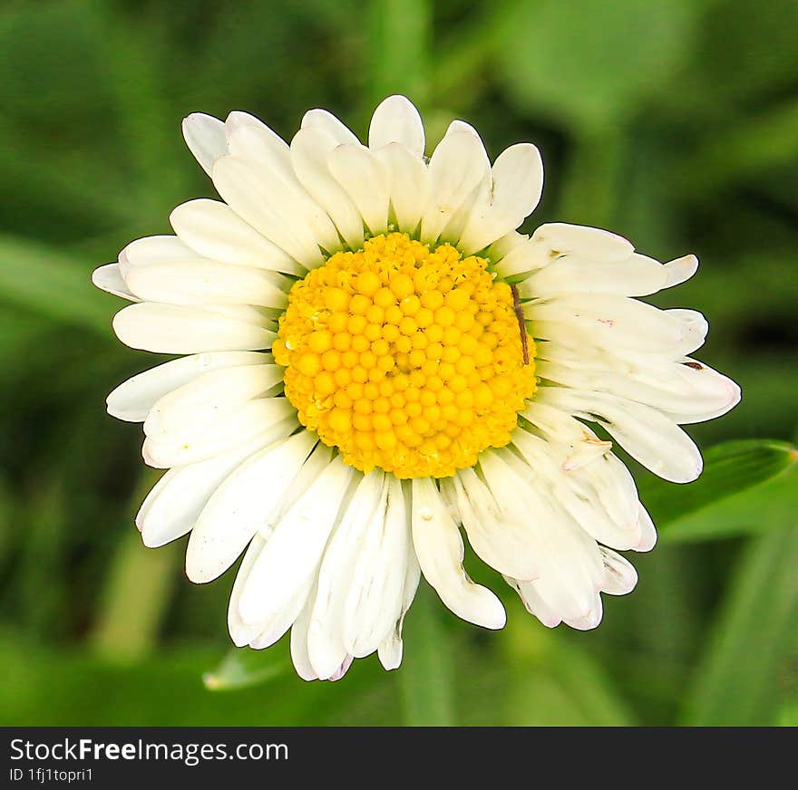 Macro Photo Of An White Flower