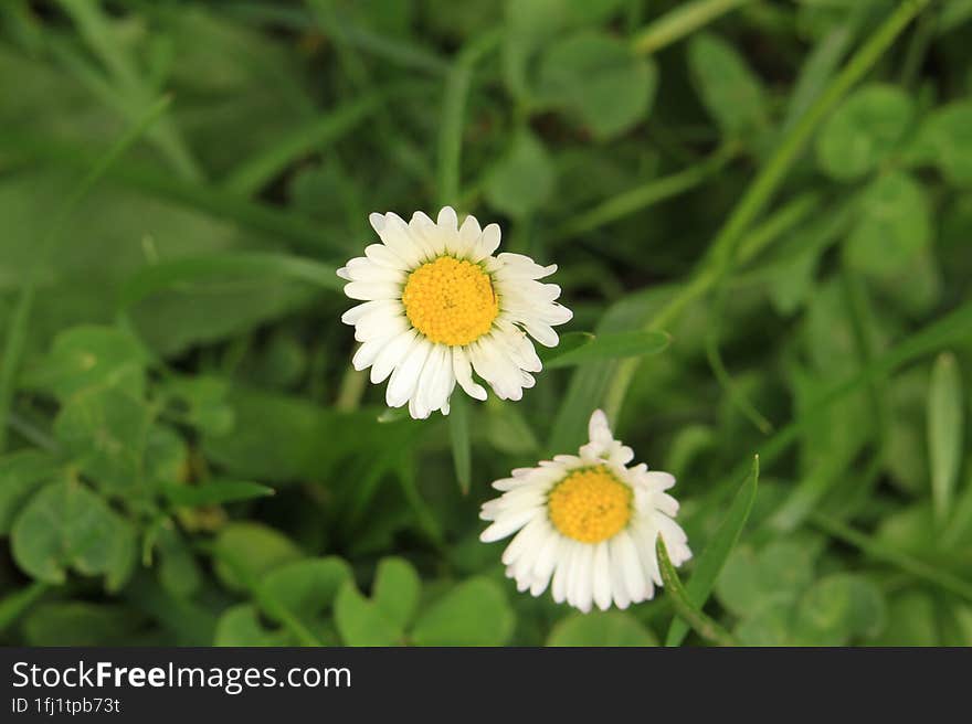 Macro photo of an white flower