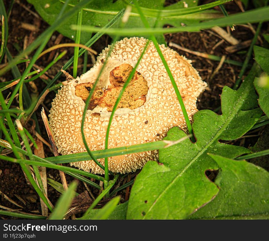 Broken mushroom lying on the ground