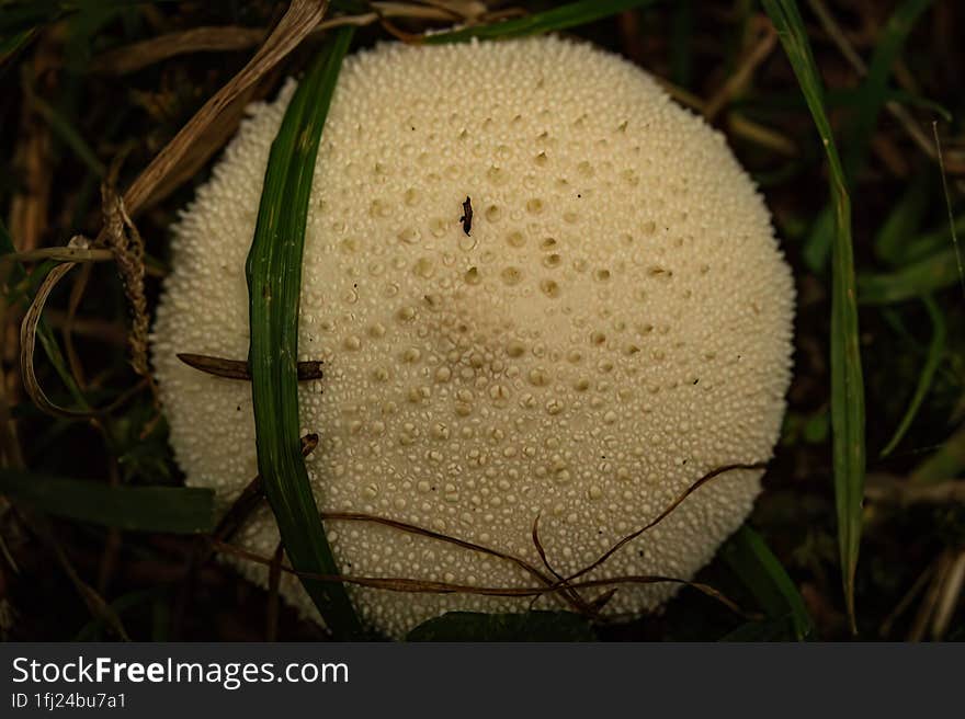 Autumn Mushroom In Its Natural Habitat.