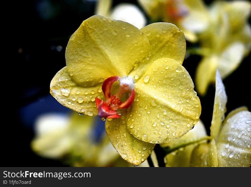 Yellow Thai orchids with nice blur background from behind