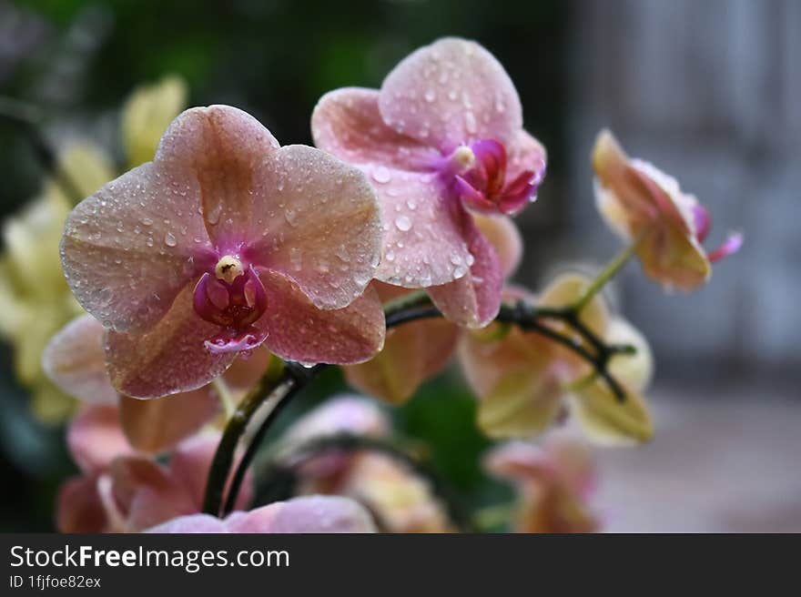 Pink Lavender Thai Orchids With Nice Blur Background From Behind