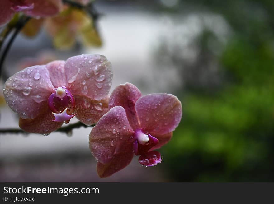 Pink Lavender Thai orchids with nice blur background from behind