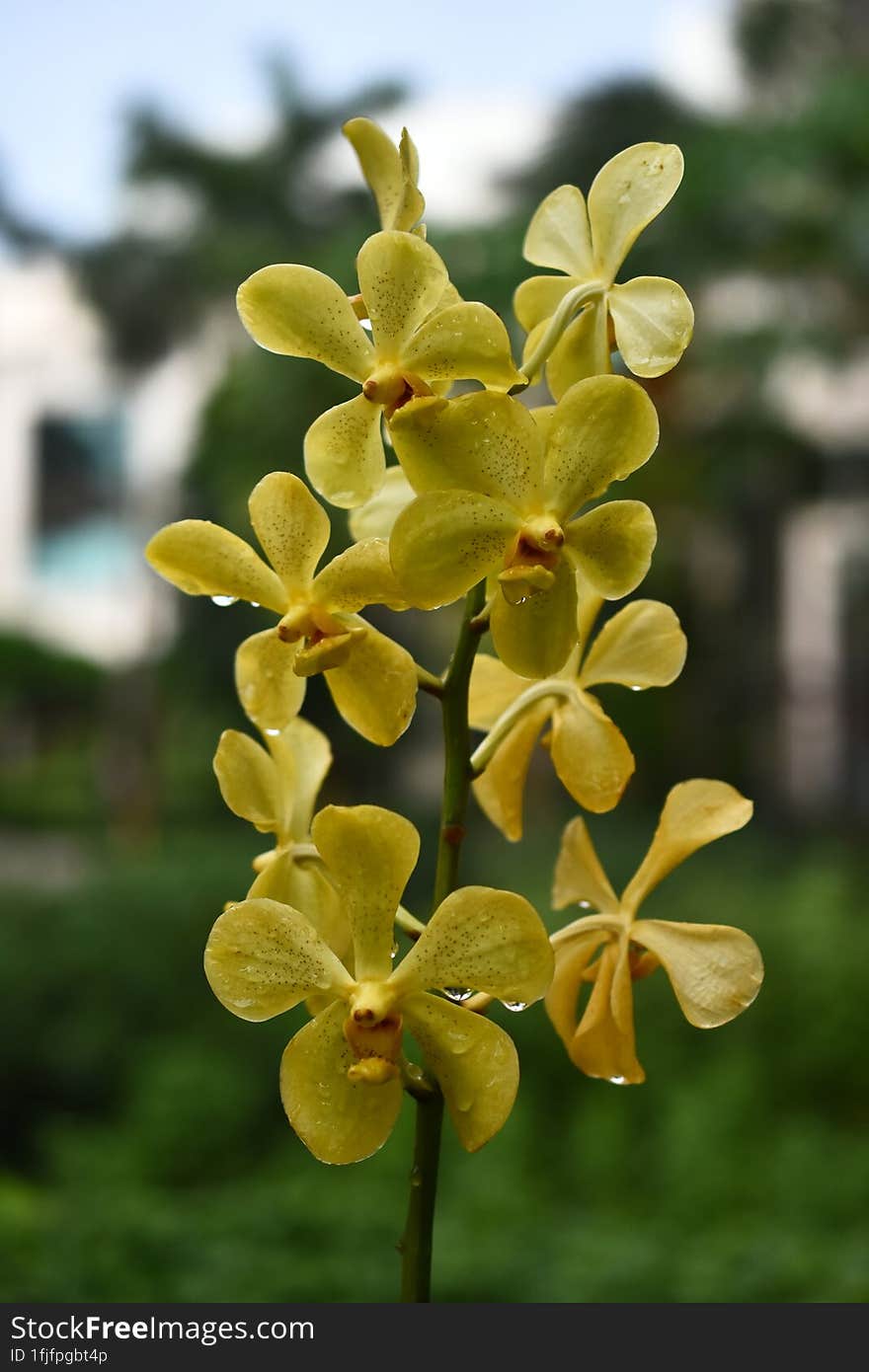 Beautiful Yellow Mokara Thai orchids on isolated or group with natural blur background, photo taken after the rain fall with some selective focus. Beautiful Yellow Mokara Thai orchids on isolated or group with natural blur background, photo taken after the rain fall with some selective focus.